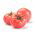 Pomidor gruntowy malinowy - Faworyt - owoce do 0,5 kg! - 263 nasion