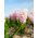 Hiacynt China Pink - op. 3 szt.