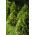 Thuja, Tuja, Żywotnik Brabant - sadzonka w pojemniku C3