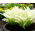 Hosta - Funkia White Feather - 1 kłącze