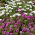 Osteospermum - 35 nasion