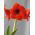 Hippeastrum, Amarylis, Zwartnica - Red Lion - 1 cebula