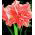 Hippeastrum, amarylis, zwartnica - Lady Jane - 1 cebula