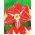Hippeastrum, Amarylis, Zwartnica - Pasadena - 1 cebula