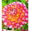 Dalia Hawaii - 1 karpa