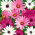 Osteospermum - 35 nasion