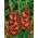 Gladiolus - Mieczyk czekoladowy Chocolate - 5 cebulek
