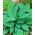 Hosta - Funkia Halcyon - 1 kłącze