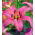Lilia azjatycka różowa - Pink - 1 cebula