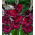 Gladiolus - Mieczyk Black Star - 5 cebulek