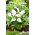 Zantedeschia, Calla – Kalla, Kalia Biała - 1 cebula