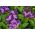 Heliotrop ogrodowy - 200 nasion