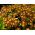 Pierwiosnek wyniosły Gold Lace - 36 nasion