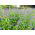 Agastache, Kłosowiec - 210 nasion