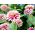 Cynia wytworna Caroussel - 120 nasion