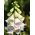 Naparstnica Pam's Choice - 1000 nasion
