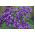Heliotrop ogrodowy - 200 nasion