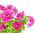 Petunia ogrodowa o kwiatach pełnych Polka F2 - 50 nasion