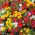 Portulaka - 4500 nasion