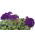 Petunia ogrodowa o kwiatach pełnych Polka F2 - 50 nasion