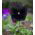 Bratek wielokwiatowy Black King - 400 nasion
