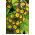 Pierwiosnek wyniosły Gold Lace - 36 nasion