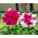 Petunia o kwiatach pełnych - 50 nasion