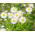 Aster tongolski - 160 nasion