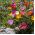 Portulaka - 4500 nasion