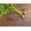 Marchew wczesna Pariser Markt 4 - 2550 nasion