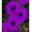Osteospermum - 35 nasion