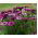 Osteospermum - 35 nasion