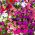 Petunia - Mieszanka balkonowa - 800 nasion