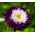 Aster chiński pomponowy - 500 nasion