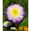Aster Belstead Supreme - 250 nasion
