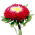 Aster chiński Gusford Supreme - 500 nasion