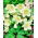 Helleborus niger - Ciemiernik biały - róża Bożego Narodzenia - 1 kłącze
