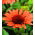 Echinacea - Jeżówka czerwona - Red Magnus - 1 kłącze