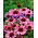 Echinacea - Jeżówka purpurowa - 1 kłącze