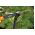 Dźwigniowy sekator kowadełkowy L31 - 40 cm - Fiskars
