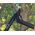 Dźwigniowy sekator kowadełkowy L31 - 40 cm - Fiskars