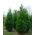 Thuja, Tuja, Żywotnik Kórnik - sadzonka w pojemniku P9
