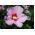 Ketmia syryjska, Hibiskus Maike - sadzonka P9
