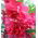 Niecierpek Balsamina - 100 nasion
