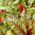 Burak liściowy Rhubarb Chard - czerwony - 225 nasion