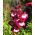 Penstemon Hartwego - mieszanka kolorów - 200 nasion