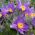 Sasanka - Anemone pulsatilla - fioletowa