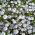 Porcelanka plamista (Nemophila maculata) - 200 nasion
