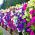 Petunia - Mieszanka balkonowa - 800 nasion