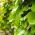 Bluszcz irlandzki - Hedera hibernica - sadzonka 40-50 cm